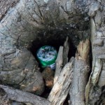 An example of a revealed geocache in a stump von Addihockey10 unter CC BY-SA 3.0