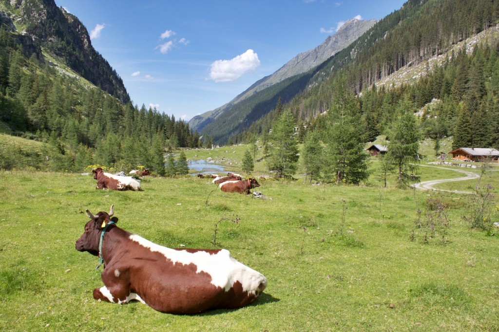 Hollersbachtal.