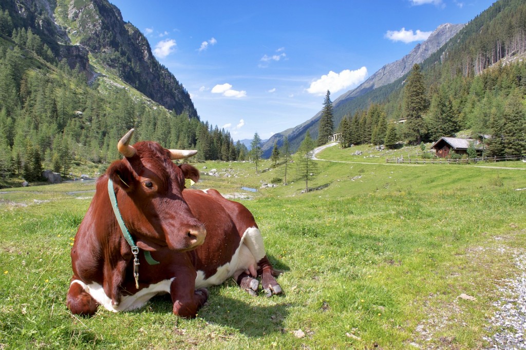 Hollersbachtal.