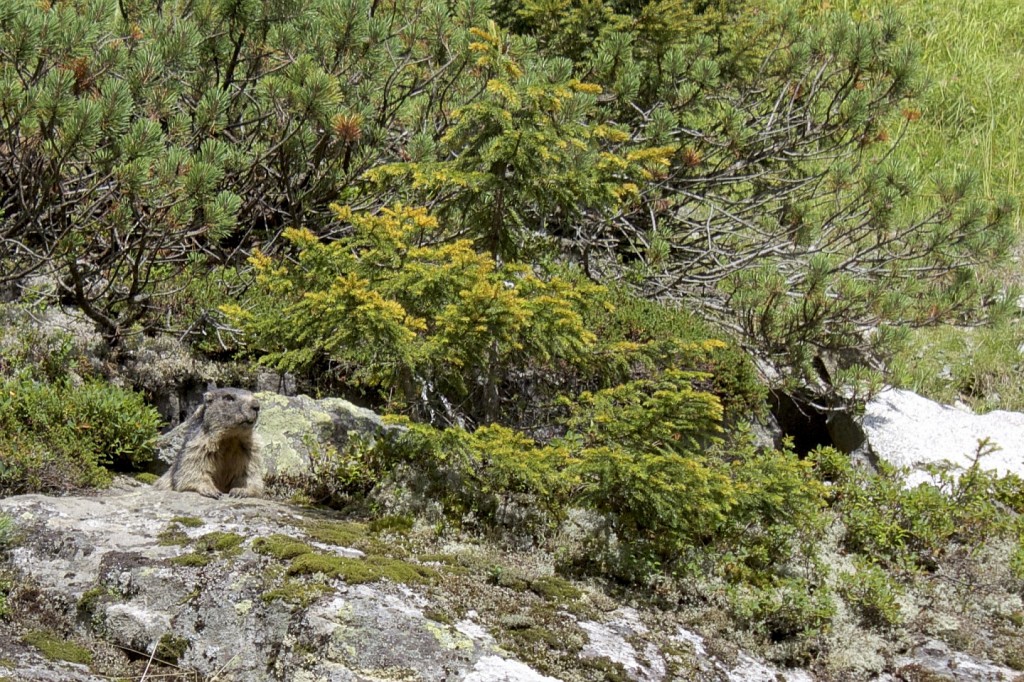 Hollersbachtal: Murmeltier.