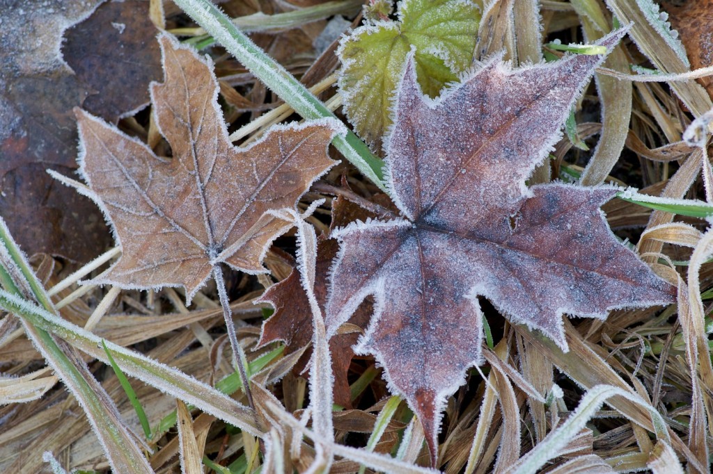 Frozen: Ein kalter Herbstmorgen …