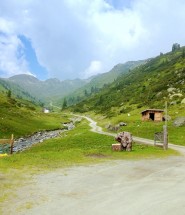 Wanderung zur Trattenbachalm in den Kitzbüheler Alpen